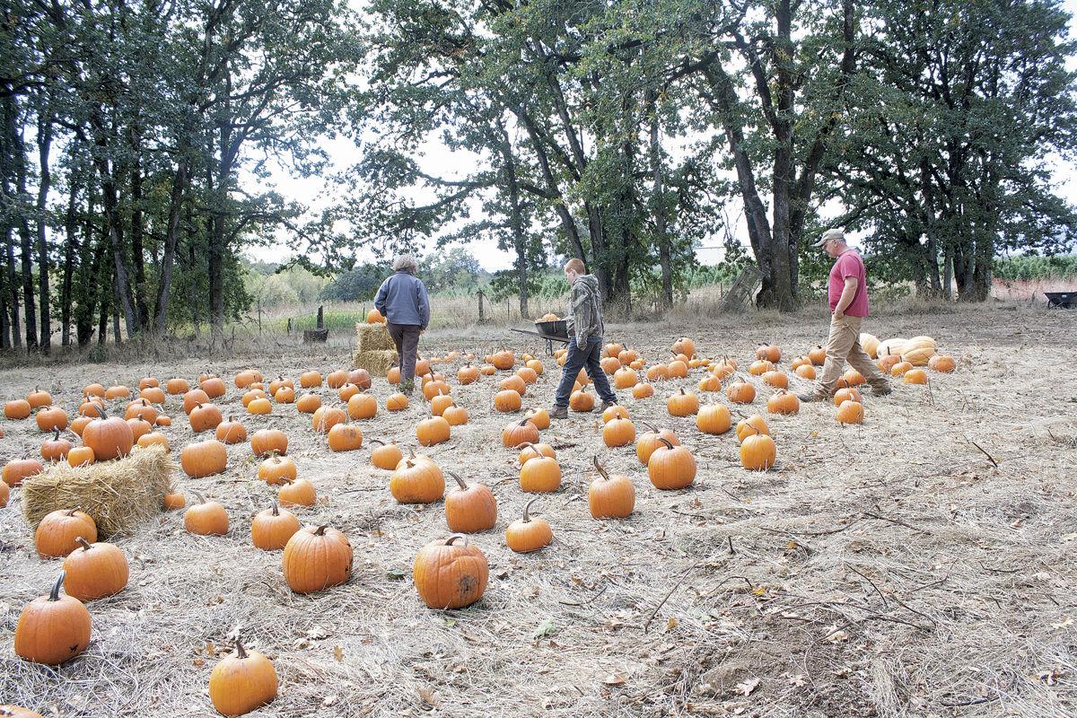 Pumpkin Hunting Entertainment Polkio Com