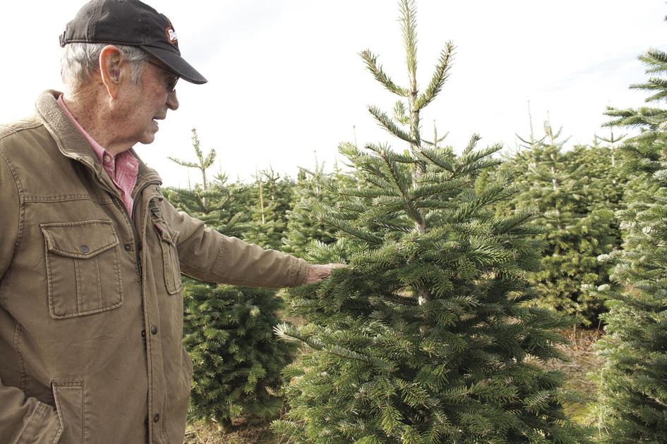 Oh Christmas Tree News Polkio Com