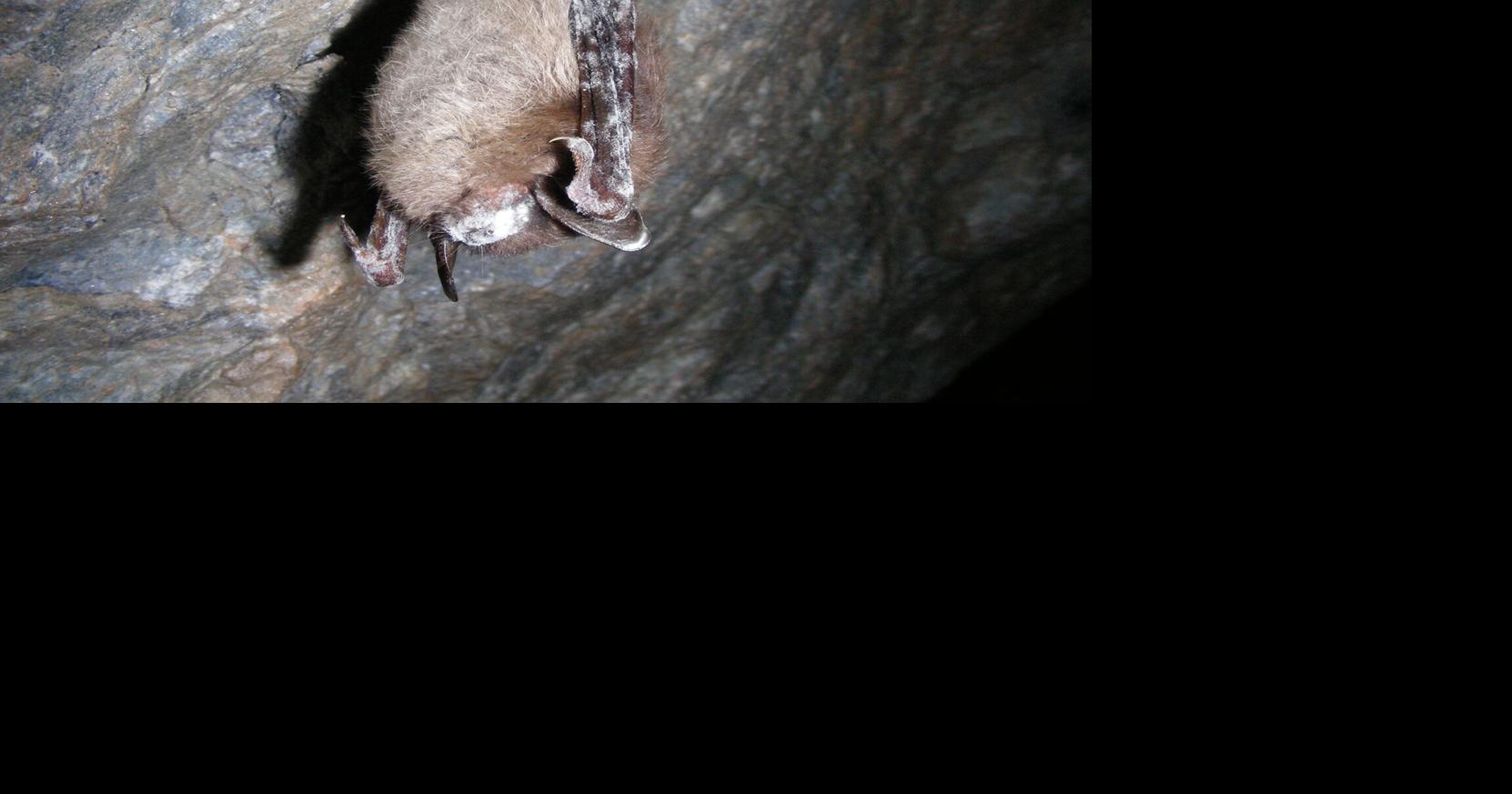 69cd4c3086bef.image.jpg?crop=1662,873,0,