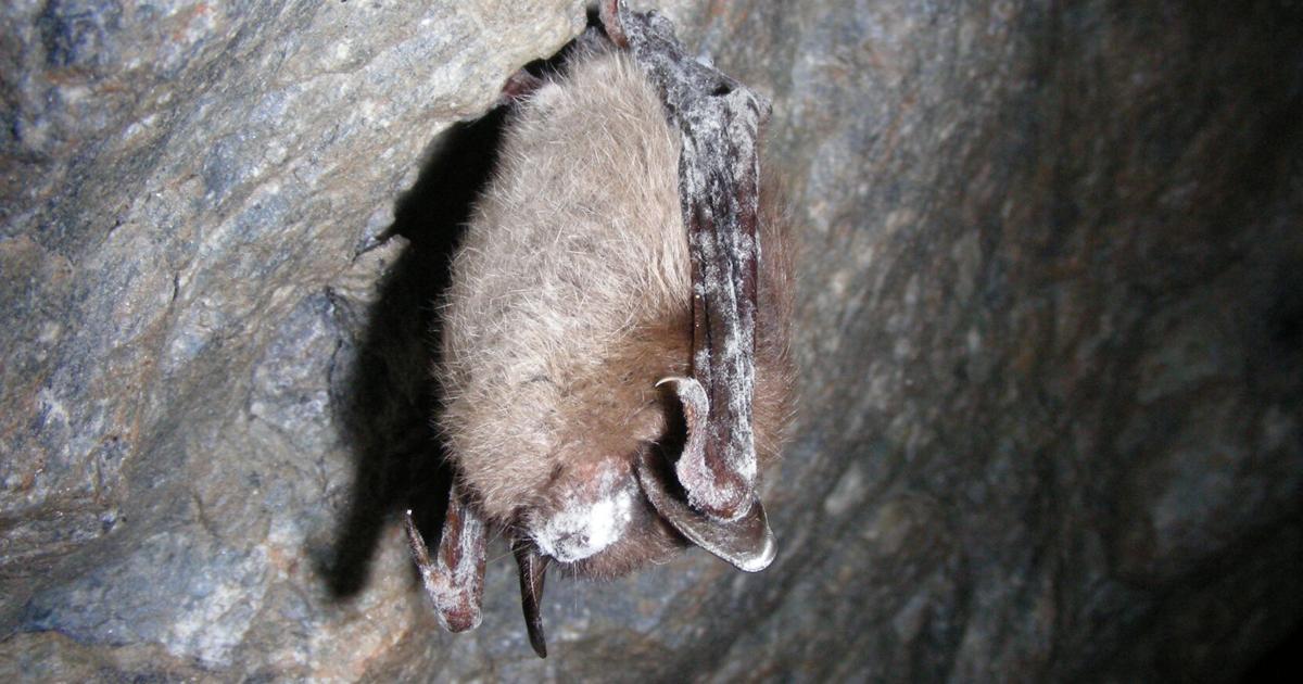 69cd4c3086bef.image.jpg?crop=1662,873,0,