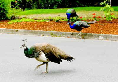 Monmouth Ponders Peacock Problem Archive Polkio Com