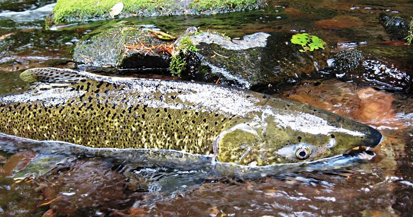 New Hope: Vitamin discovered in rivers may offer hope for salmon - Vimarsana News