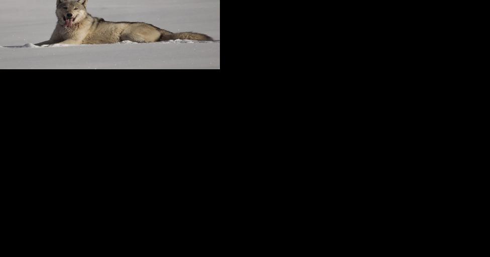 Column: Wolf hate on the rise in the West, with ranchers often in driver's seat | Community - Vimarsana News