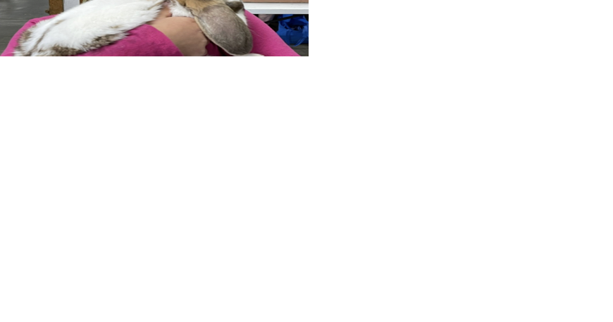Rabbits put on a show at fairgrounds - Vimarsana News