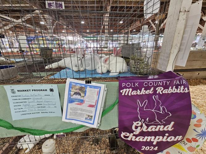 Fair Rabbids Polk County Fair Heats Up | News | polkio.com