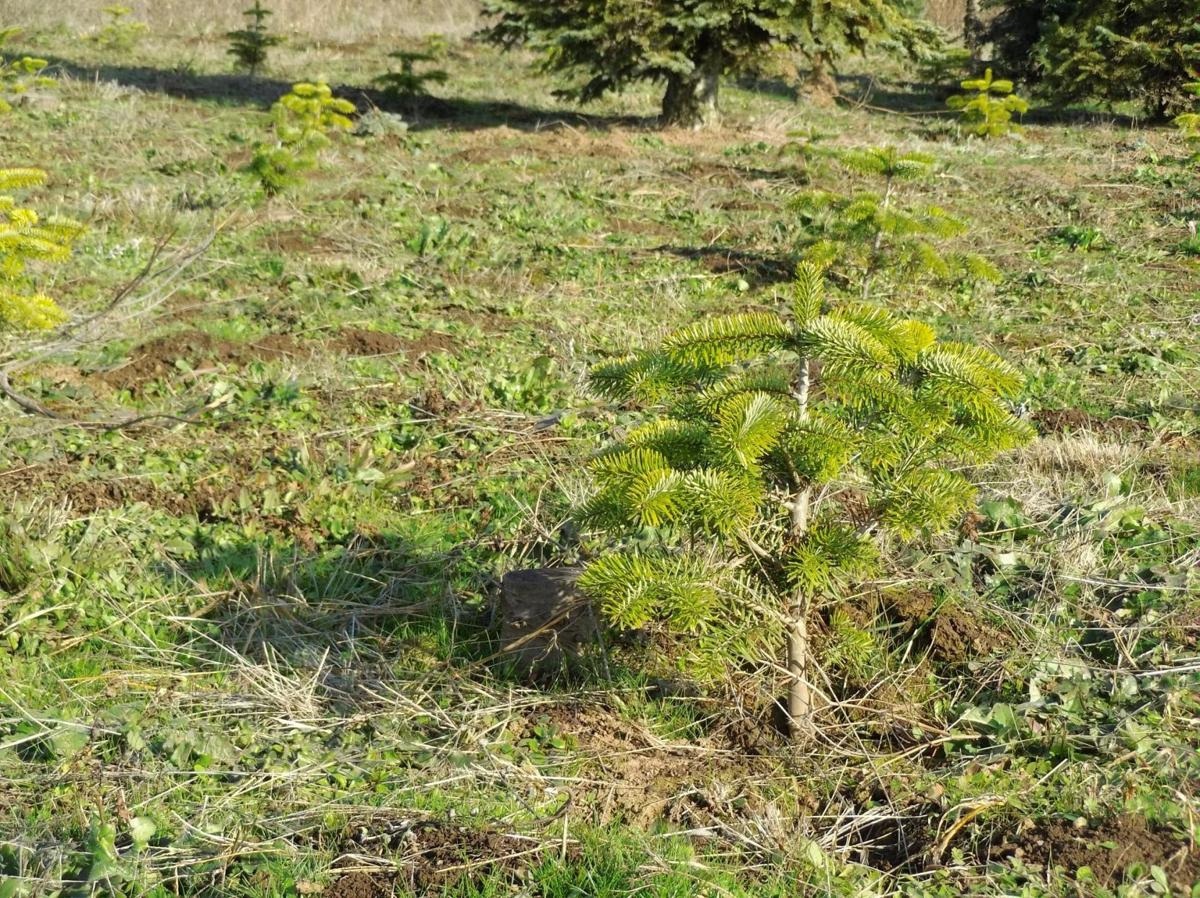 Oh Christmas Tree News Polkio Com