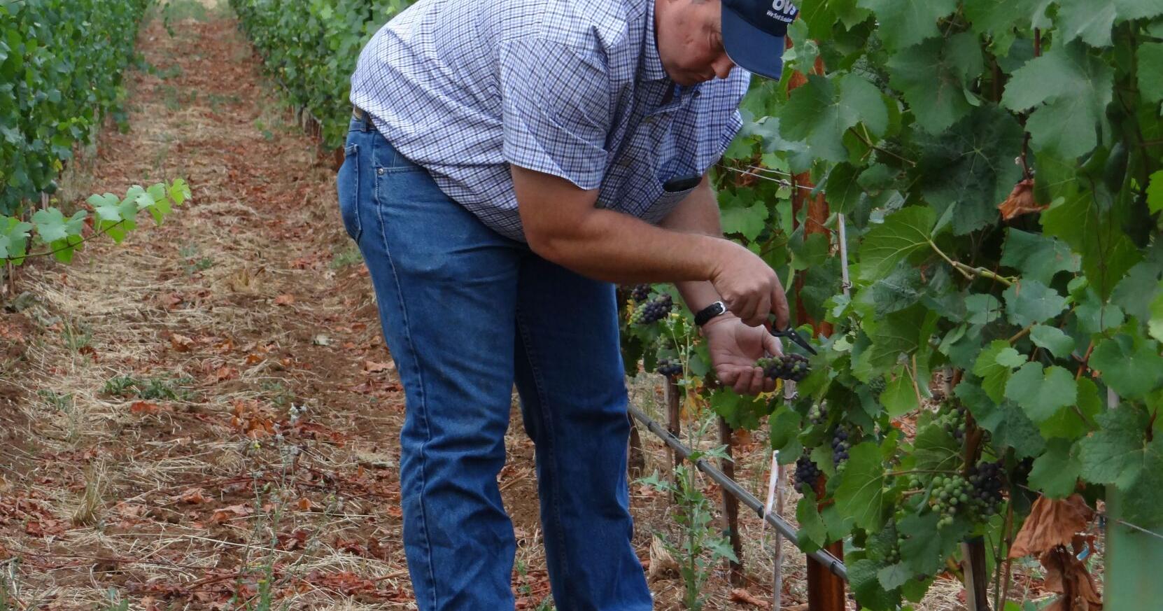 Van Duzer Vineyards lauds preservation efforts to save Fender's Blue butterfly | News - Vimarsana News