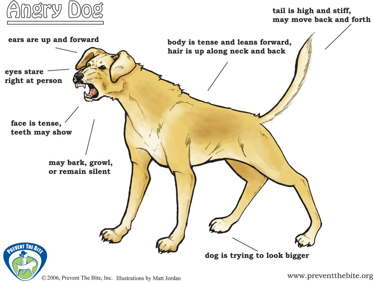 Be Aware Follow Rules When Using Dog Parks News Polkio Com