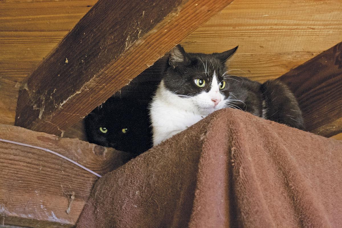 Grant To Help Control Cat Kitten Colonies Local News Polkio Com