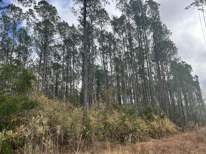 0 S Santee Road, Awendaw, SC 29429 Land For Sale