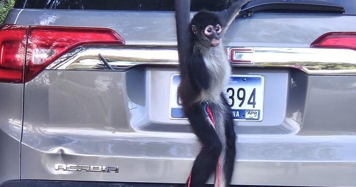 Monkey running loose around rural SC is caught … with a cup of hot coffee