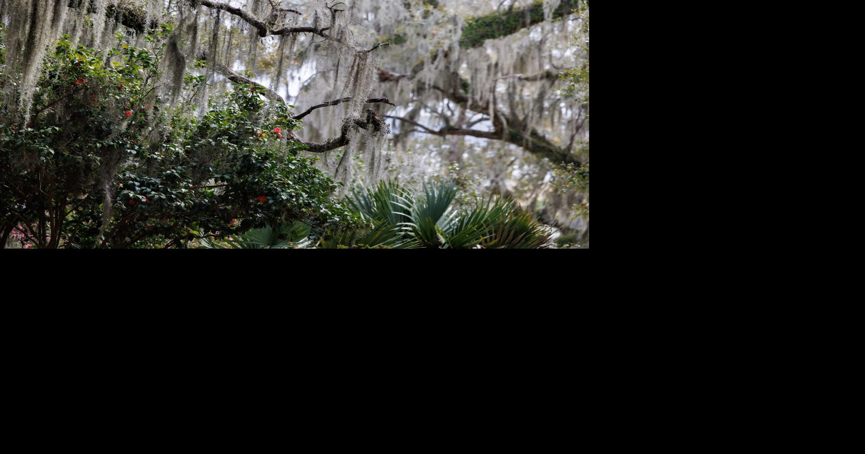 What exactly is Spanish moss and how can it be used in backyard landscapes?