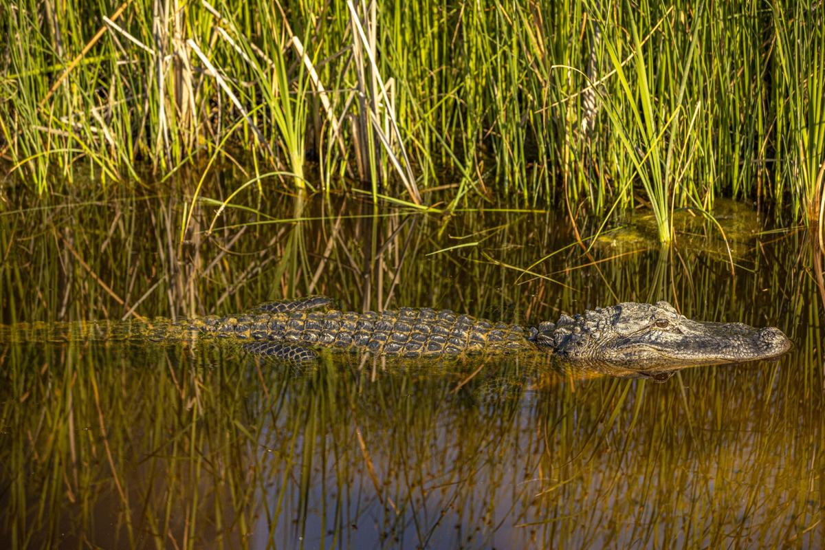 gator.jpg