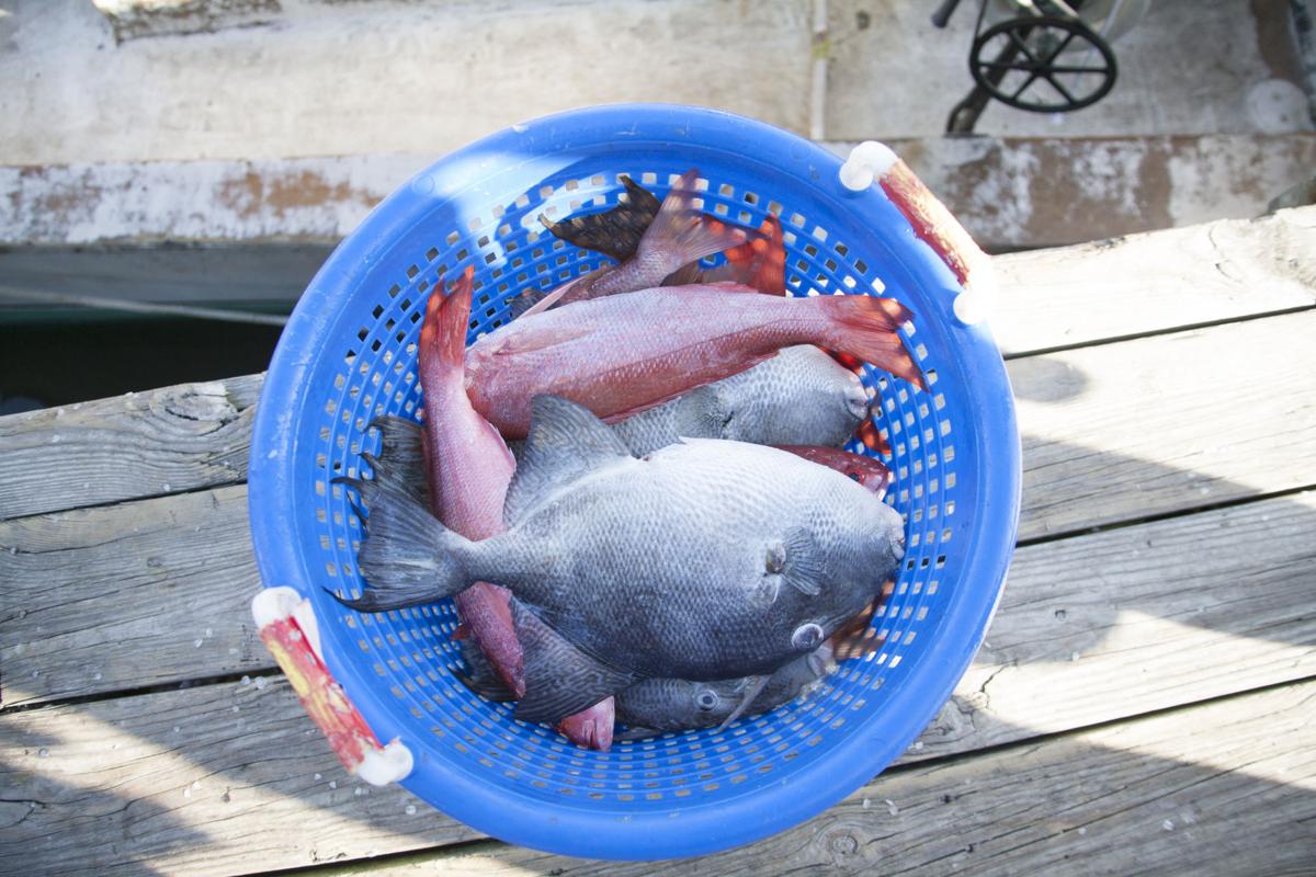 Triggerfish 101 From Dock To Dinner Tideline Magazine Postandcourier Com