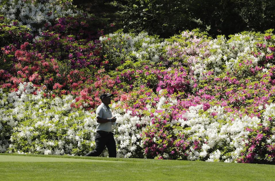 Azaleas at Augusta National Golf Club Multimedia