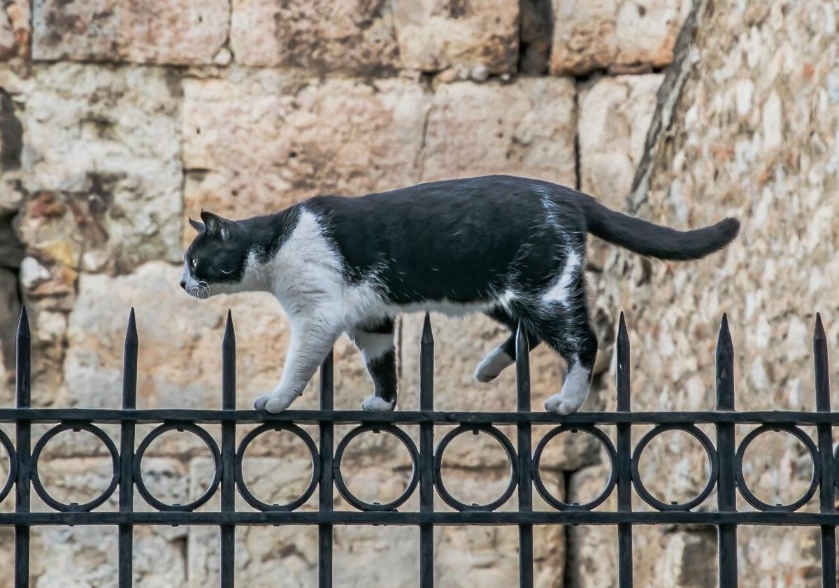 Feline Friends Hernandez.jpg