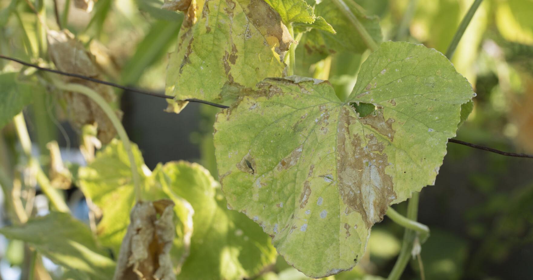 Rhizoctonia loves nitrogen - fortified grass and vegetables