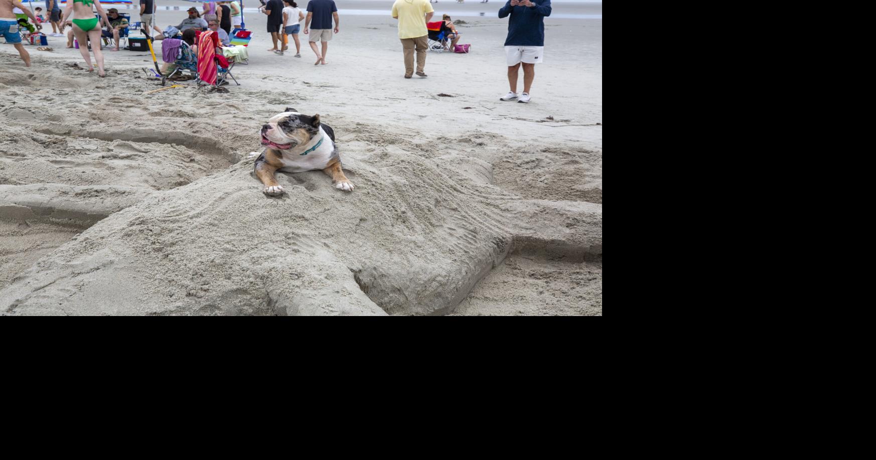 Dog leash rules change Oct. 1 on Charleston-area beaches. Here's when your ...