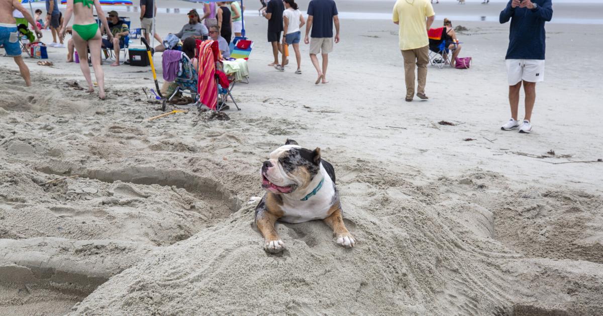 Dog leash rules change Oct. 1 on Charleston-area beaches. Here's when your ...
