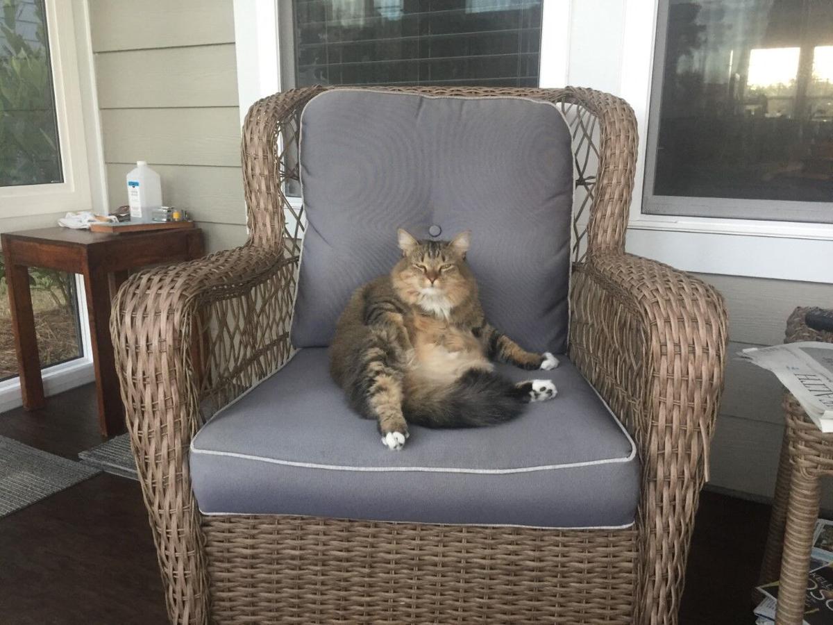 Feline Friends Johnson.jpg