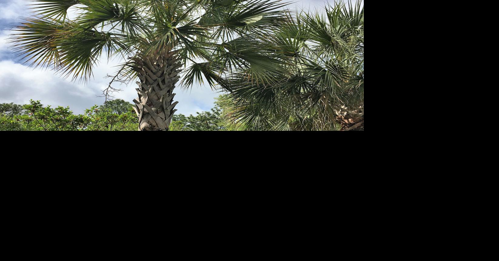 Letters: Dominion plan to remove nearly 1,000 trees on Edisto Beach ...