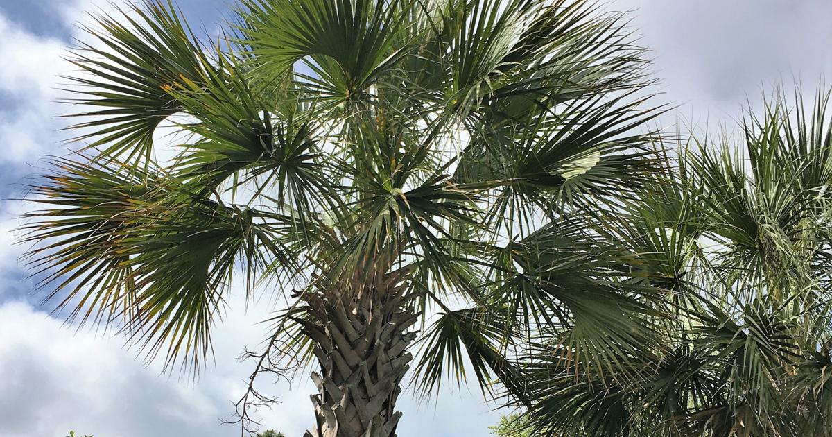 Dominion Tree Letters: Dominion plan to remove nearly 1,000 trees on Edisto Beach ...
