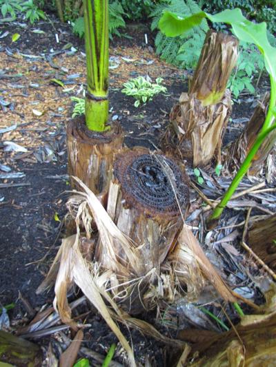 Sun Loving Banana Plants Like Living In The Lowcountry