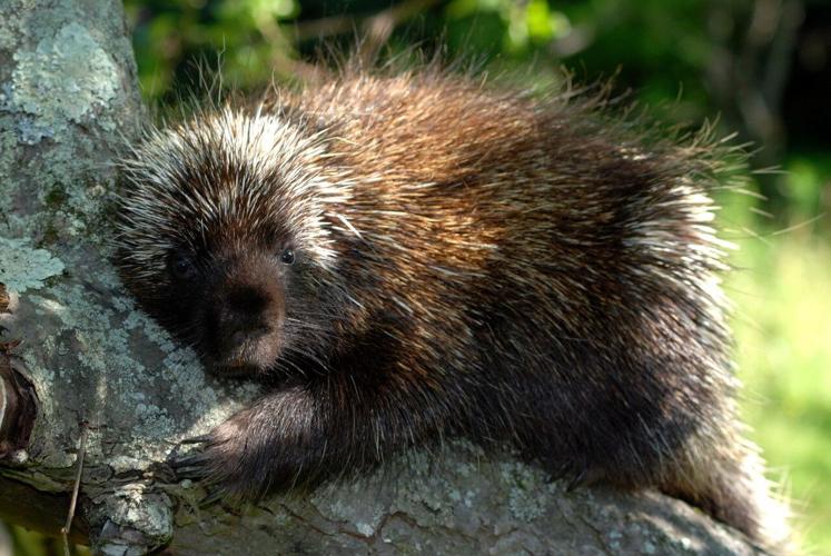ECOVIEWS How do you pick up a porcupine? Features