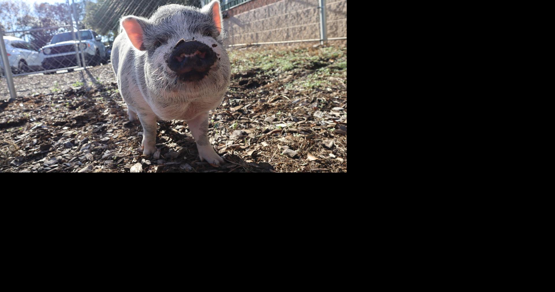 Piggie Stardust returned to Charleston shelter after trailer fire | News |  postandcourier.com