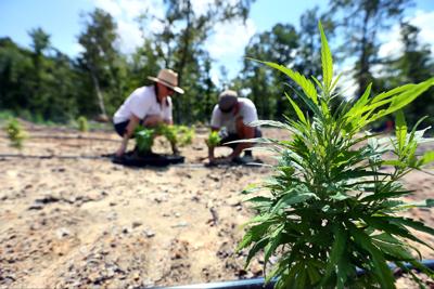 mainplanting hemp farm.jpg (copy) (copy)