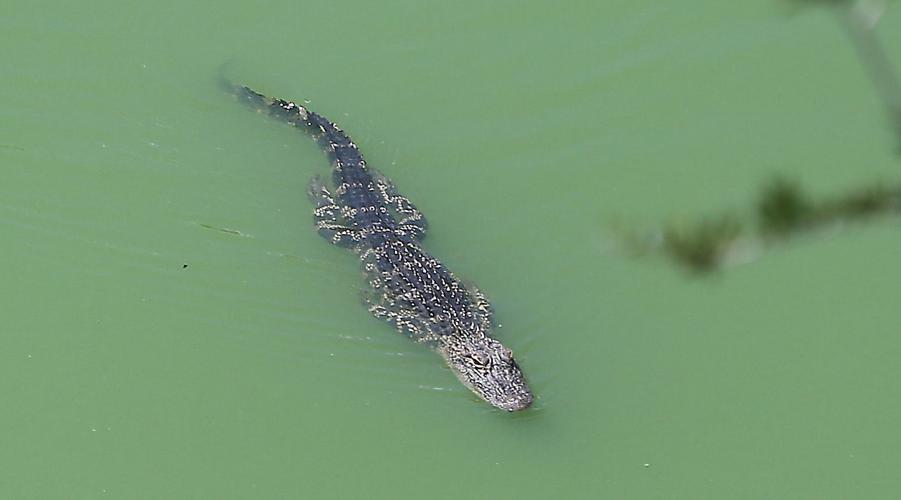 It's OK to hunt alligators in SC postFlorence but watch out for