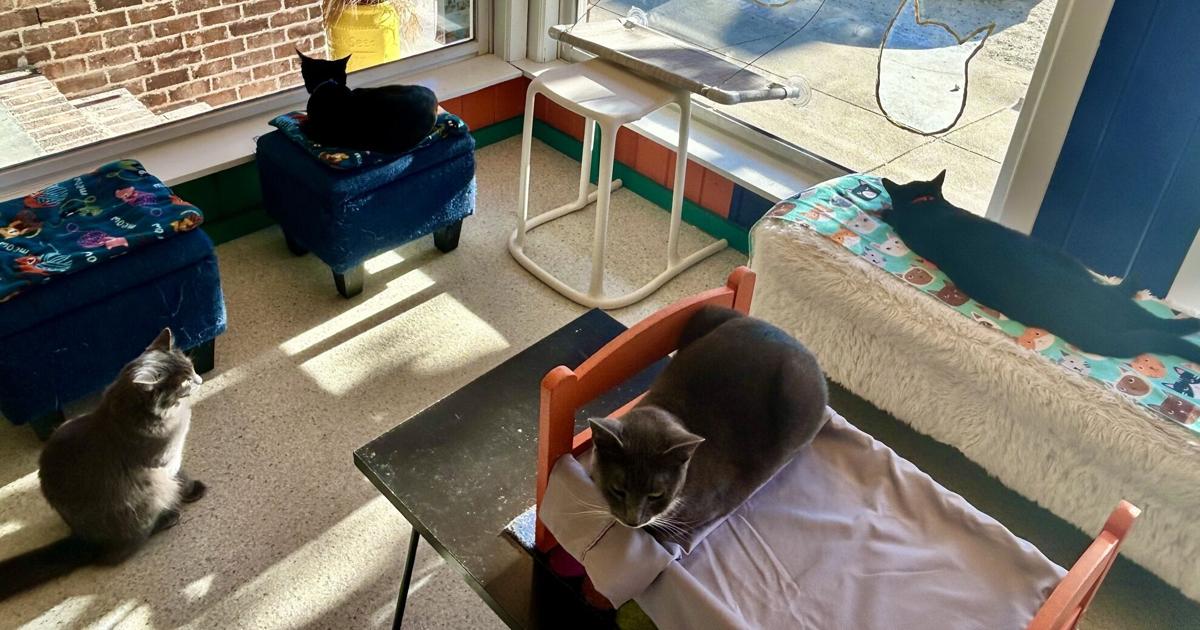 Wie ein Café in Georgetown Katzen vermittelt