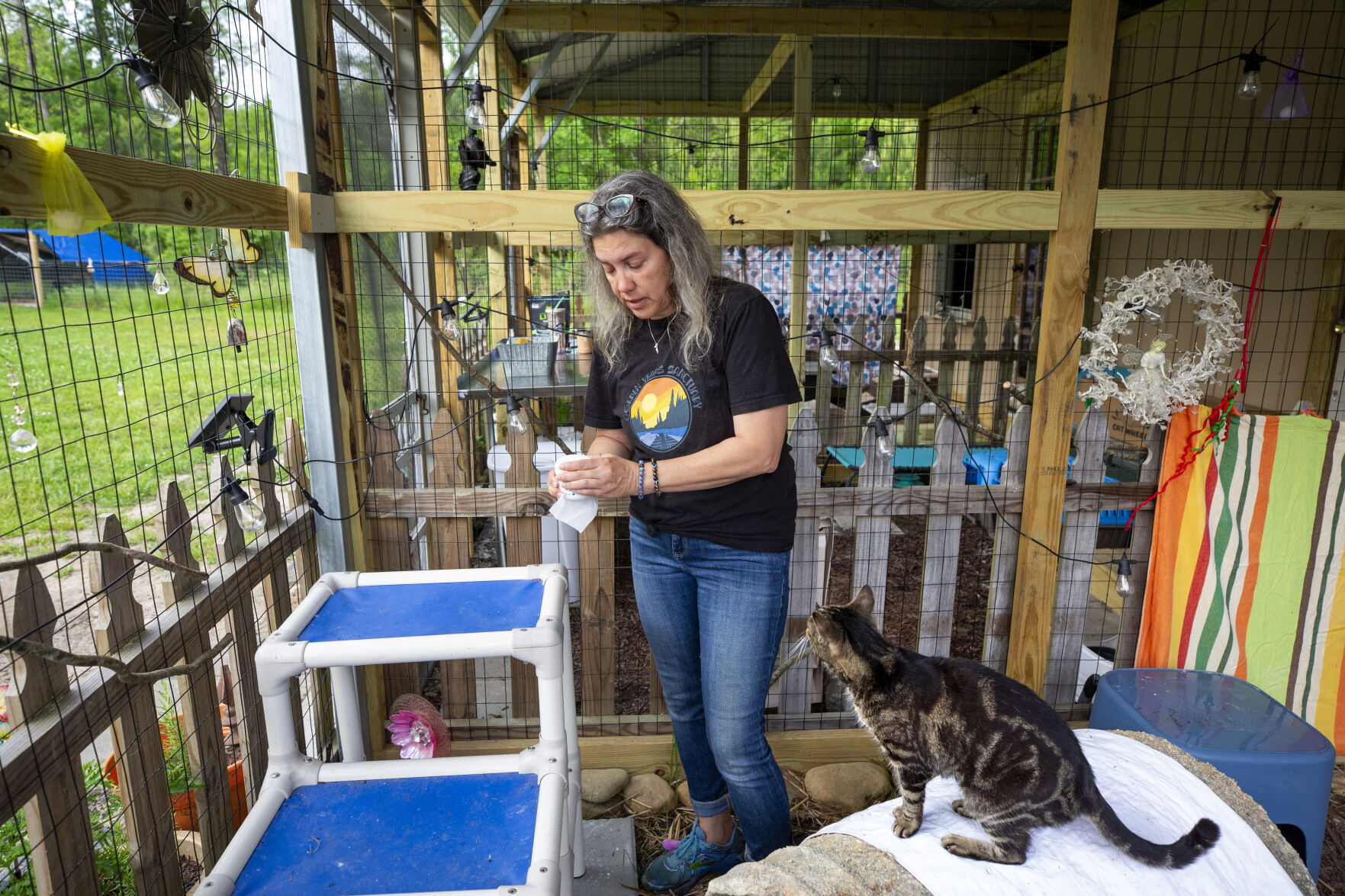 Elderly cat sanctuary gives end-of-life comfort to animals