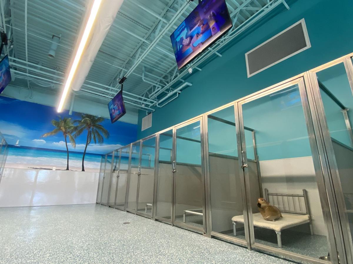 Coastal Paws Pet Resort A Luxury Getaway For Pets Opens In North Myrtle Beach Myrtle Beach Business Postandcourier Com