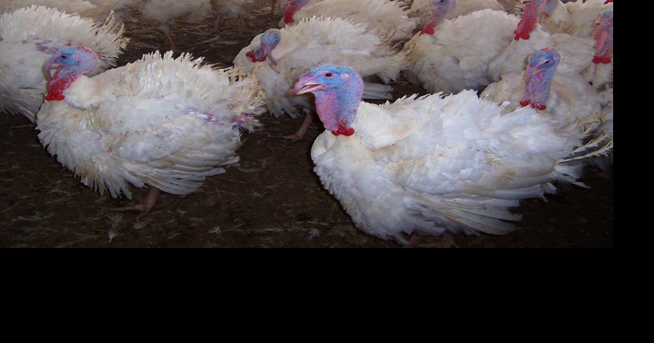 How a deli meat factory in Newberry made South Carolina a turkey