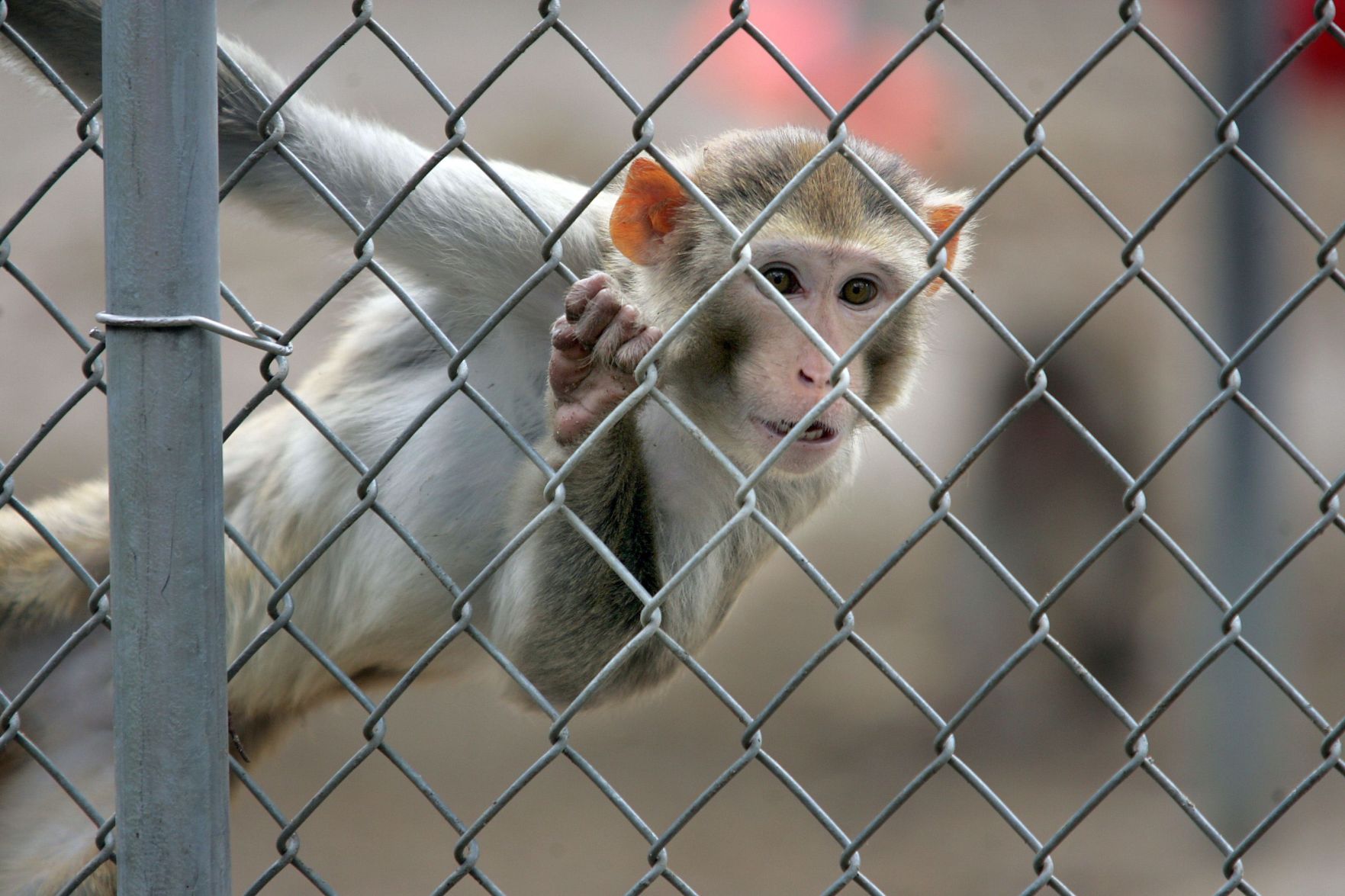 South Carolina Animal Research Group Fined After Monkey Mishaps | News ...