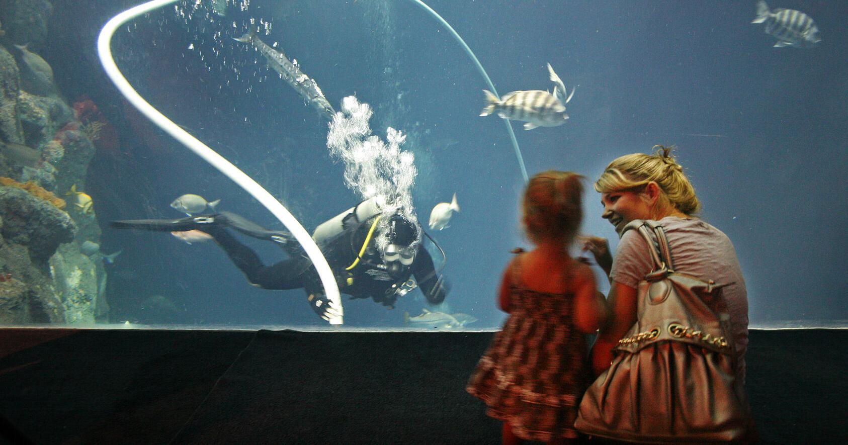 SC SNAP recipients now get free, discounted access to Charleston Museum, Aquarium, more - Vimarsana News