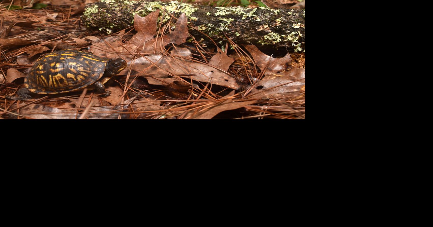 ECOVIEWS How does a hurricane affect wildlife? Features