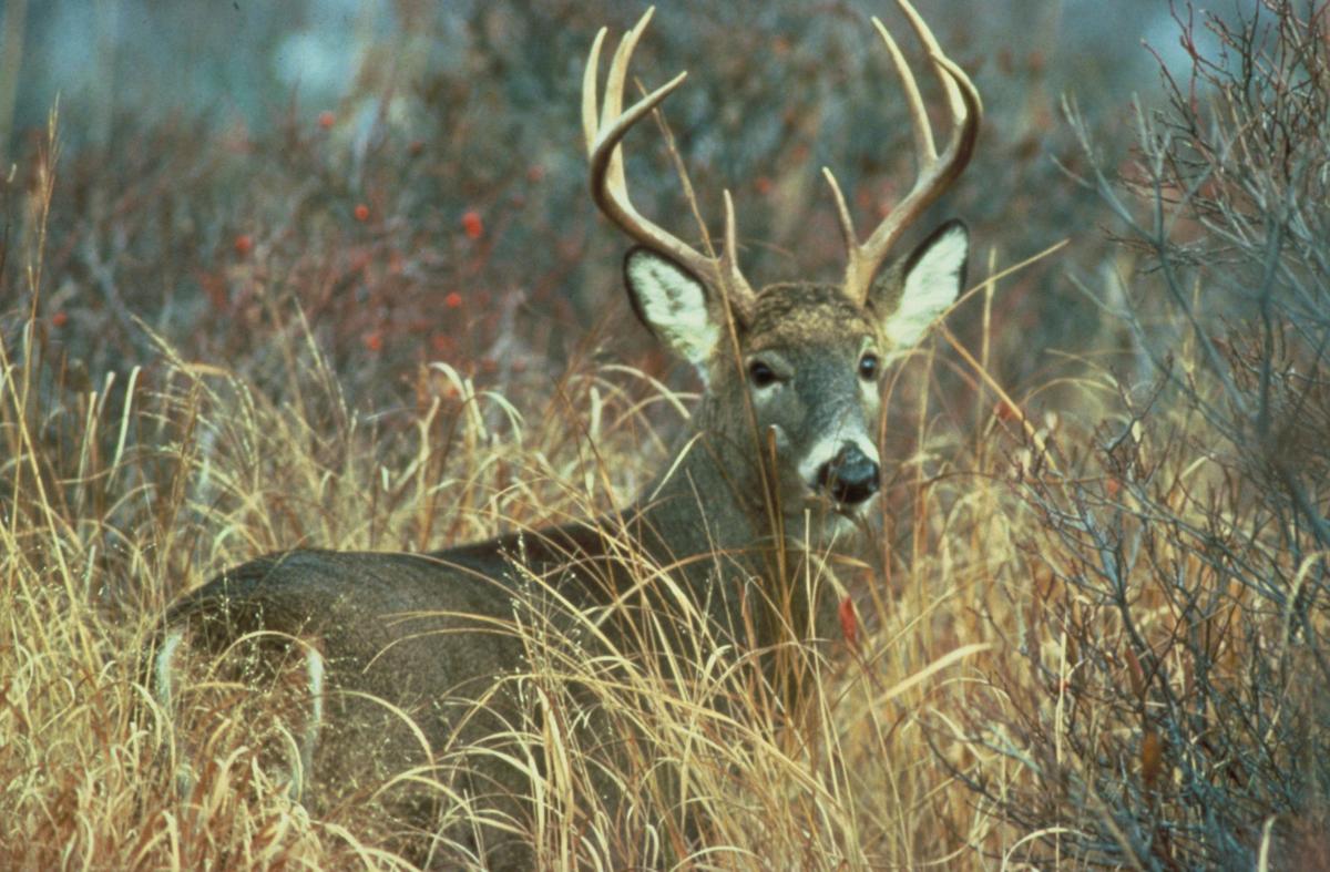 florida hunting regulations