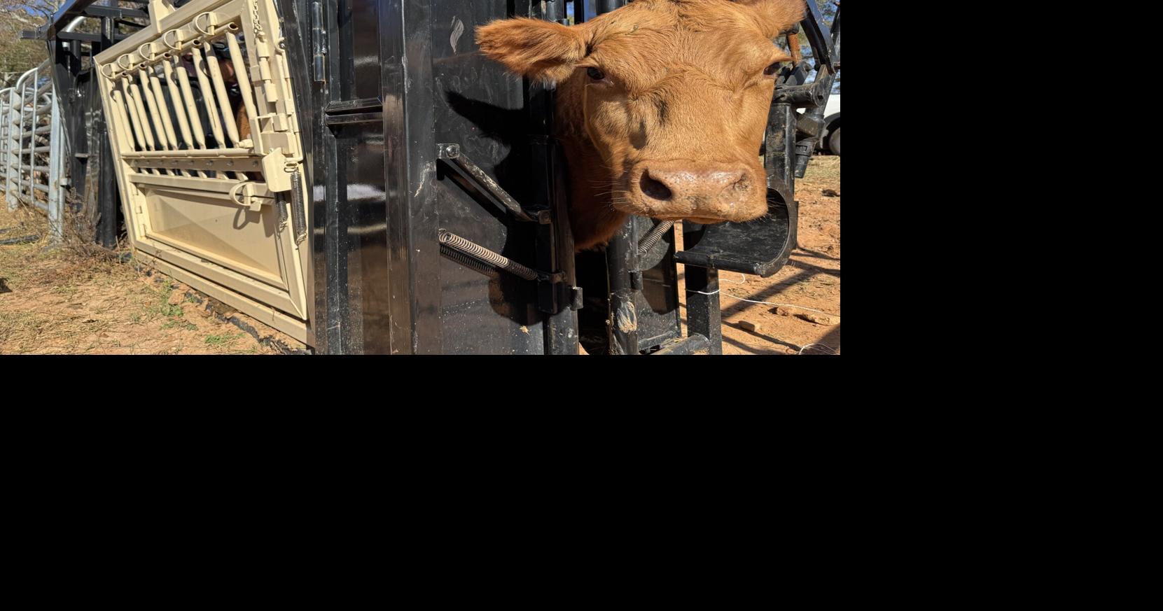 South Carolina needs large-animal veterinarians. Will a (pricey) new Clemson program fill the void?