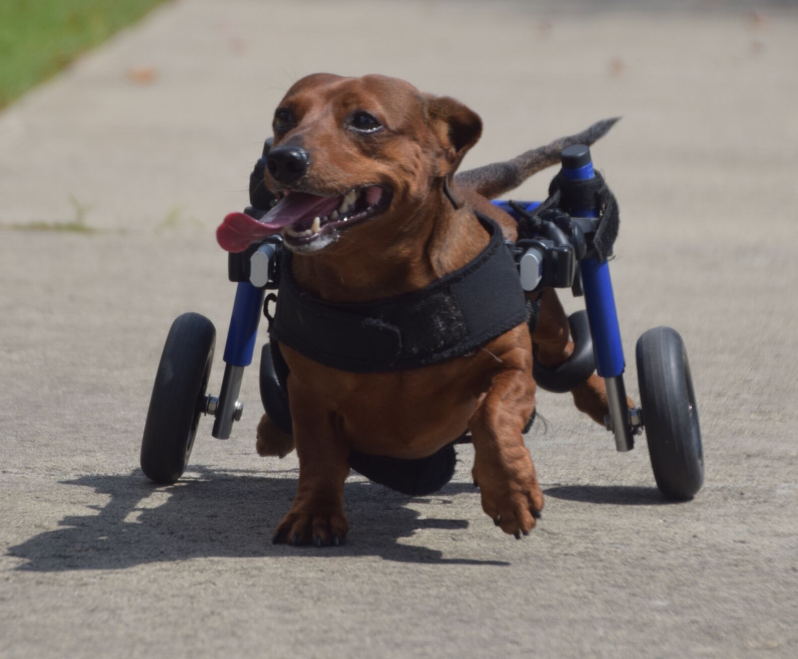 Weiner best sale dog wheelchair