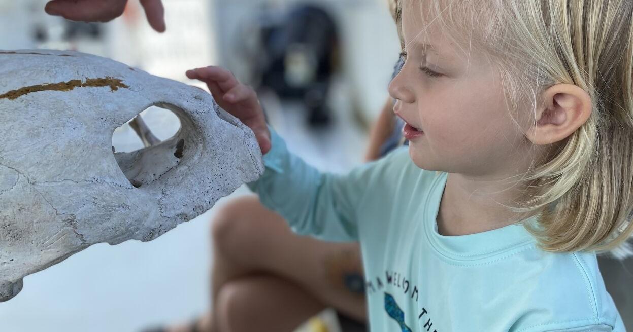 Coastal Expeditions to host fundraiser for sea turtles - Vimarsana News