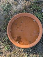 airport hotel styrofoam bowl