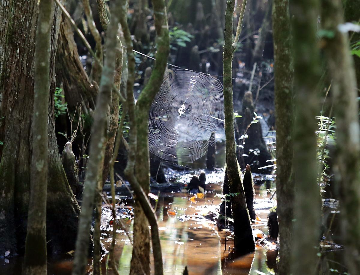 Beidler Forest