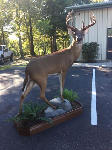 DIY: Venison Storage Tips - North American Whitetail