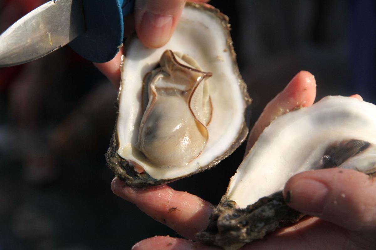 Charleston Museum birthday oyster roast