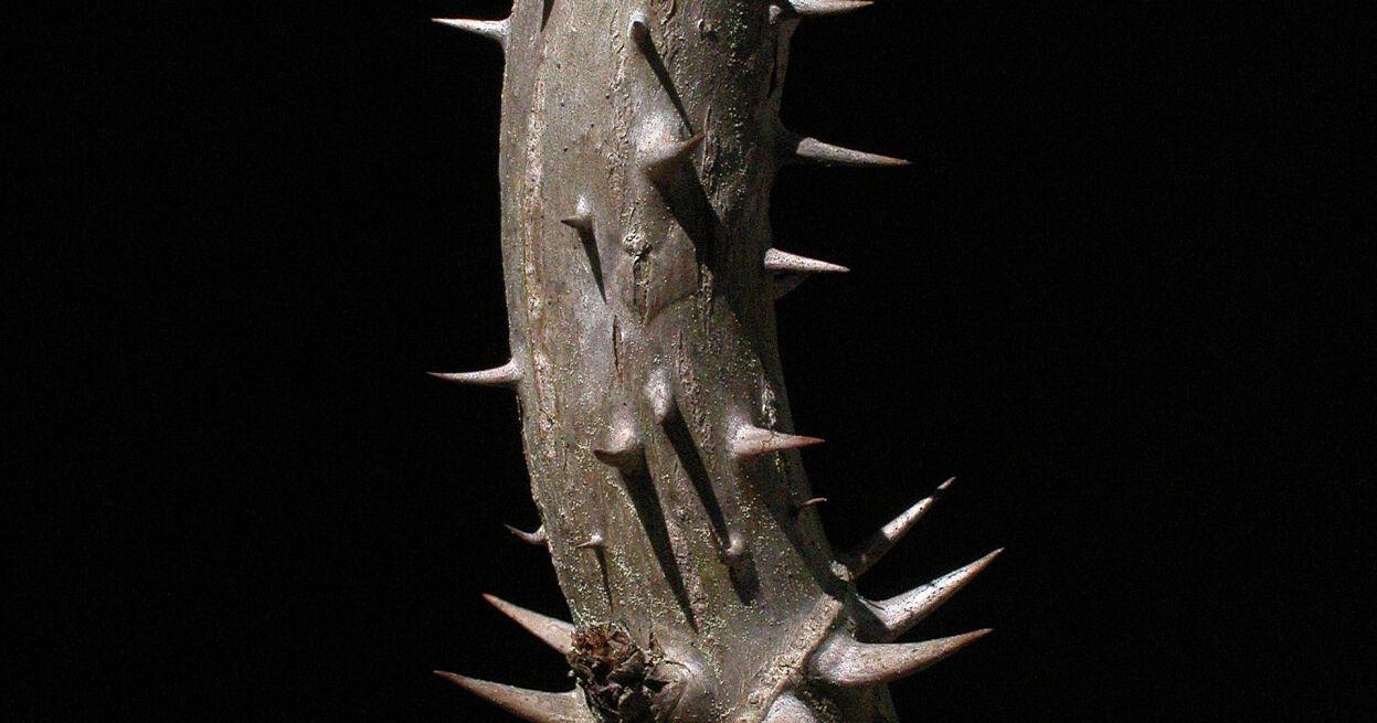 The striking 'sticker' tree