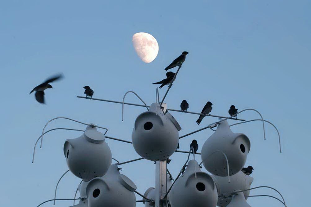 Purple Martins Majesty | Home and Garden | postandcourier.com