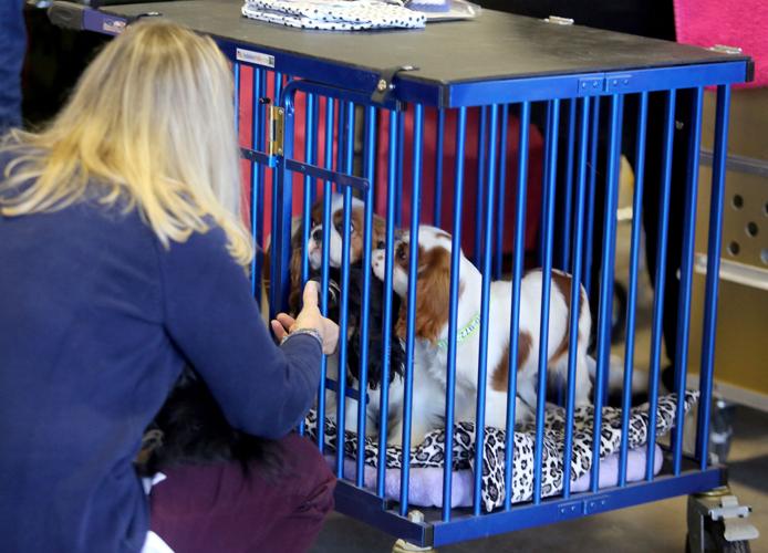 Charleston Kennel Club's Dog Show Photos from The Post and Courier