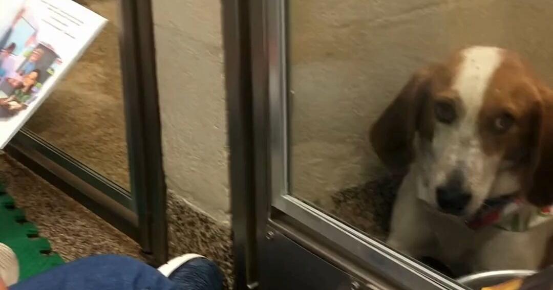 Charleston Animal Society offers summer program where kids can read to shelter animals